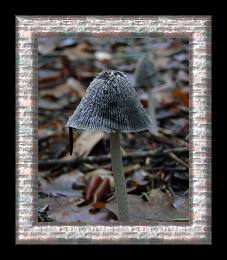 The Inky Cap Mushroom